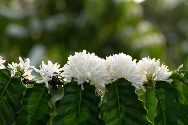 Flores de café flor na árvore de café vista de perto — Fotografia de Stock