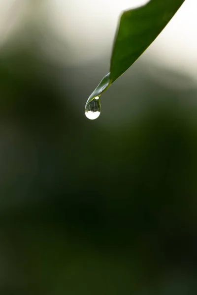 Gotas de orvalho na bela grama verde, clos fundo verde — Fotografia de Stock