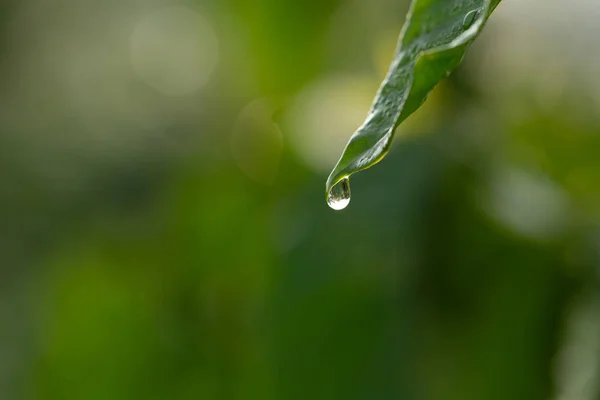 Gotas de orvalho na bela grama verde, clos fundo verde — Fotografia de Stock