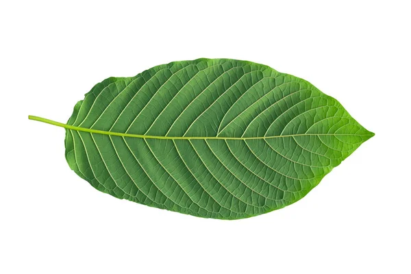 Mitragynina speciosa ή φύλλα Kratom που απομονώνονται σε λευκό backgrou — Φωτογραφία Αρχείου