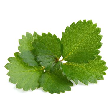 çilek yaprağı izole beyaz bir arka plan üzerinde.