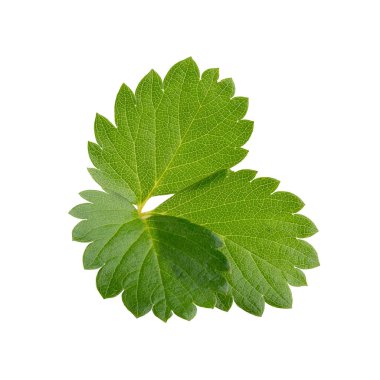 çilek yaprağı izole beyaz bir arka plan üzerinde.