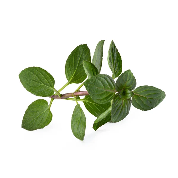 Fresh Oregano Herb Isolated White Background — Stock Photo, Image