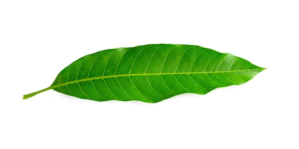 Зелене Листя Манго Ізольований Білому Фоні — стокове фото