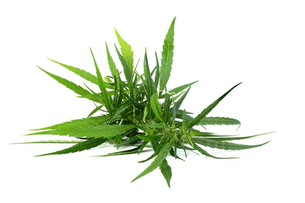 Close Plant Marijuana Isolated White Background — Stok Foto