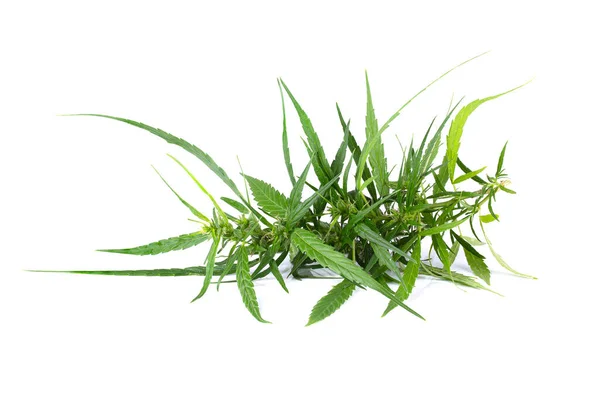 Close Van Plant Van Marihuana Geïsoleerd Witte Achtergrond — Stockfoto