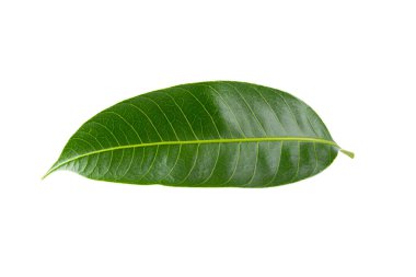 Beyaz arkaplanda Marian erik yaprakları izole