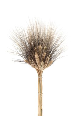 Kamut Hurasan Buğdayı beyaz arkaplanda izole edildi