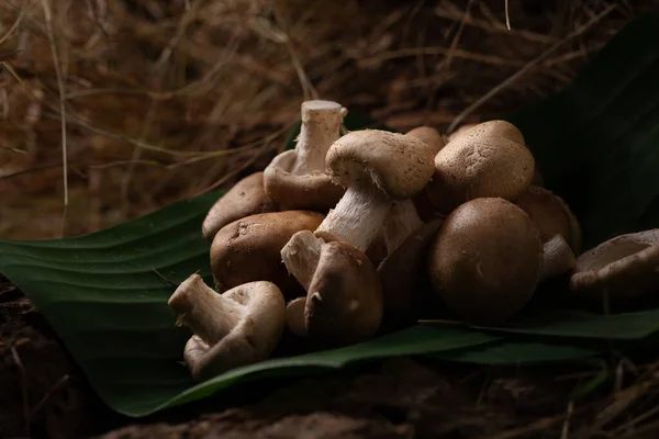 Blisko Świeżych Grzybów Shiitake Martwa Natura — Zdjęcie stockowe