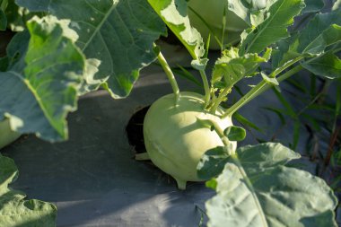 Bahçede yetişen kohlrabi lahanası ya da şalgam bitkisi.