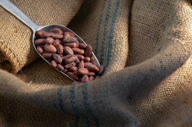 Kakao çekirdekleri alüminyum bir kaşık içinde Kakao çekirdeği.