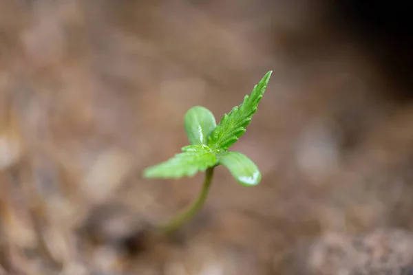 Mudas Cannabis Que Estão Brotando Sacos Sementes — Fotografia de Stock