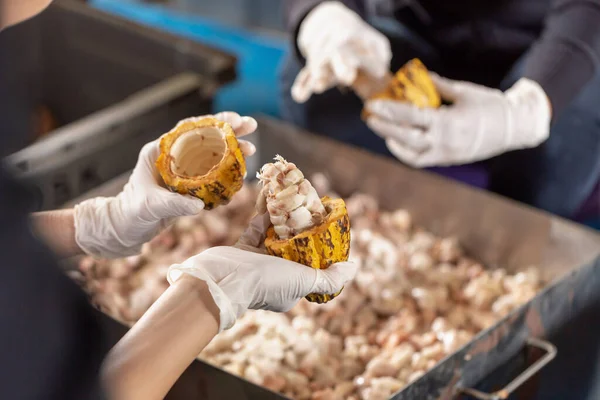 Elinde fasulyeli kakao meyvesi tutan ve kılıfından tohum çıkaran bir kadın.