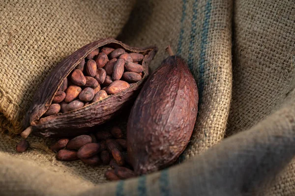 Cocoa Beans Sack Dark Light — Stock Photo, Image
