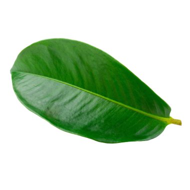 Mangosteen yaprakları beyaz bir arkaplan üzerinde izole.