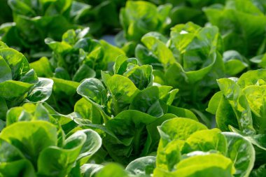 Taze marul yaprakları, tarımsal hidroponik çiftliğinde sebze salatası..