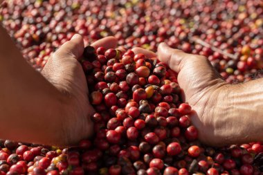 Taze Arabika Red Coffee böğürtlenleri