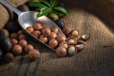 Macadamia fındıkları koyu ışıkta çuval bezinde.