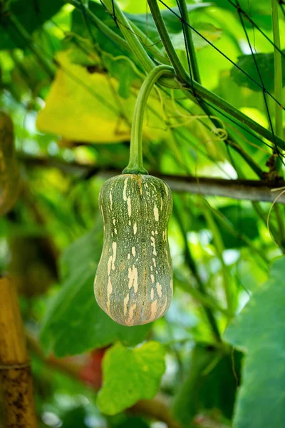 Butternut Squash Pumpkins Hanging Bamboo Fence Agricultural Farm — Stock Photo, Image