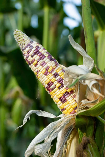 Sárga Kukorica Zöld Levelekben Egy Mezőn — Stock Fotó