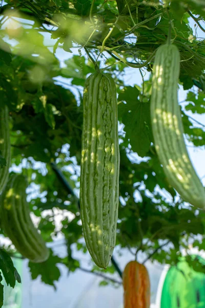 Melão Amargo Cabaça Amarga Abóbora Amarga Plantas Penduradas Fazenda Agrícola — Fotografia de Stock