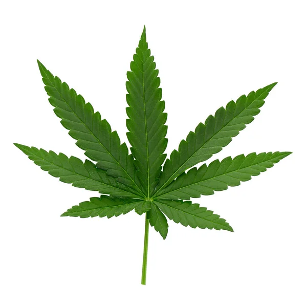 Hojas Cannabis Verde Aisladas Sobre Fondo Blanco — Foto de Stock