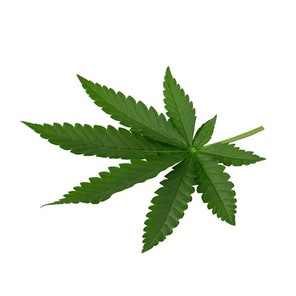 Folhas Cannabis Verde Isoladas Fundo Branco — Fotografia de Stock