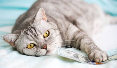 Kedi Brit, banknotla mavi arka planda yatıyordu.