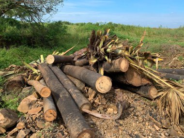 Asya Palmiyesi 'nin kesilmesi, Hindistan ve Güneydoğu Asya' ya özgüdür..