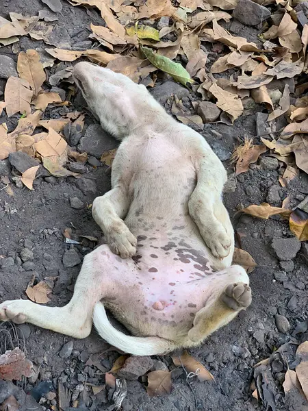 Indischer Straßenhund Schläft Auf Straße — Stockfoto