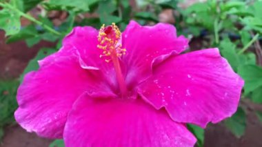 Arkaplanı bulanık pembe Hibiscus çiçeği.