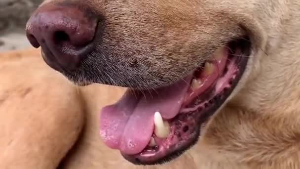 Close Tiro Boca Cão Indiano — Vídeo de Stock