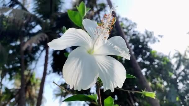 Weiße Hibiskusblüte Mit Unscharfem Hintergrund — Stockvideo