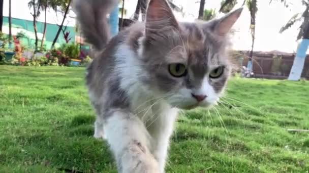 Indická Kašmírská Kočka Běží Kameramanovi — Stock video