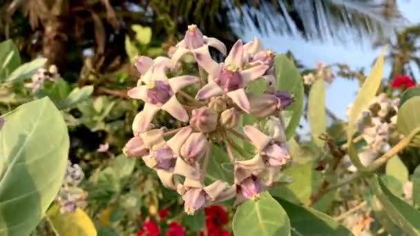 Крупный План Calotropis Gigantea Цветка Короны — стоковое видео