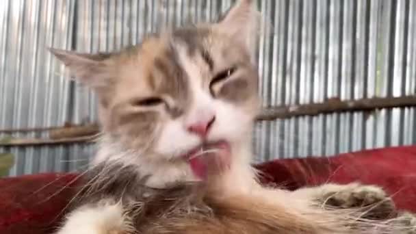 Γάτα Του Κασμίρ Καθαρίζει Μαλλιά Της Κοντινό Πλάνο — Αρχείο Βίντεο
