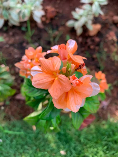 Orange Crossandra Infundibuliformis Species Flowering Plant Blur Background — Stock Photo, Image