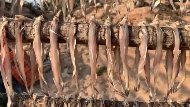 Close Shot Bombay Duck Bombil Fish Drying Wood Bamboos Madh — Stock Video