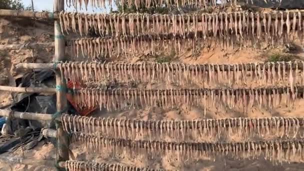 在竹子的木头上 有4K发的孟买鸭或Bombil鱼正在晒干 孟买Madh岛 — 图库视频影像