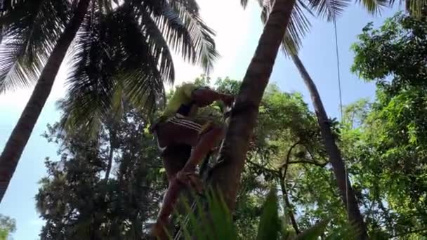 Extraktor Kokosů Jde Dolů Kokosovníku Stroj Vyrobený Člověkem — Stock video