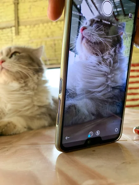 Hintli Kaşmir Kedi Fotoğraf Çekimi Cep Telefonundan — Stok fotoğraf