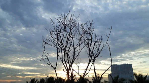 Дерево Листьев Красивый Восход Солнца Заднем Плане — стоковое фото