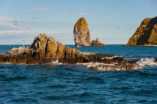 Starichkov adası açıklarında, Pasifik Okyanusu, Kamçatka.