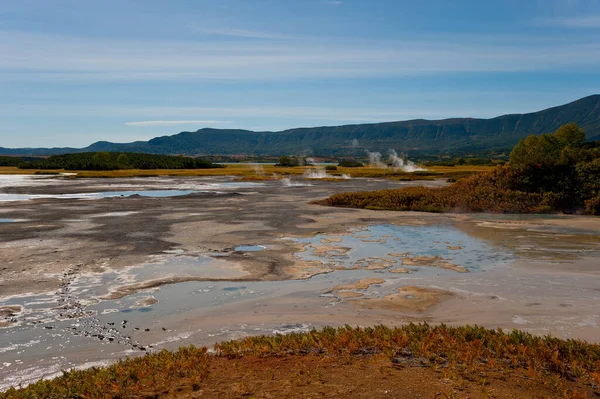 Bärenspuren Sauren Schmutz Die Caldera Des Vulkans Uzon Kamtschatka — Stockfoto