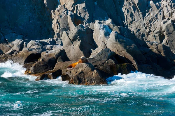 León Marino Las Rocas Isla Starichkov Kamchatka — Foto de Stock