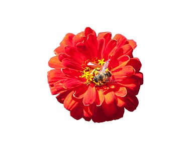 Beyaz arka planda kırmızı bir çiçekte arı.