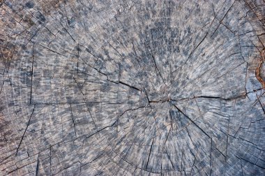 Ağaç gövdesinin bir bölümü..