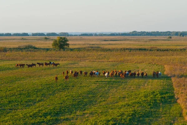 Herd Horses Pasture — Stock Photo, Image