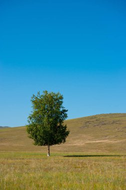 Bozkırda yalnız bir ağaç.