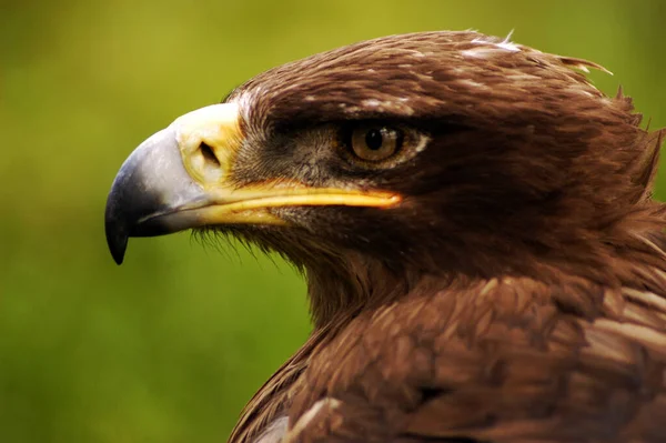 Upper Body Golden Eagle — Stock Photo, Image